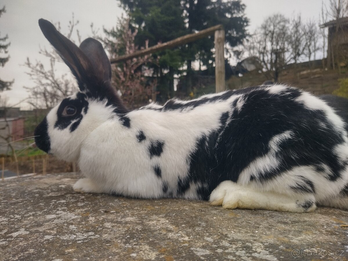 Mladé loňské samice - 6