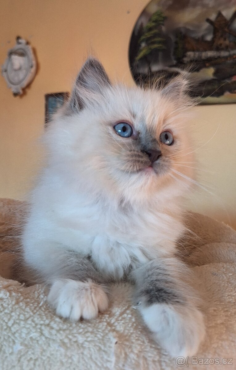Nádherné Ragdoll kotatka s pp - 6