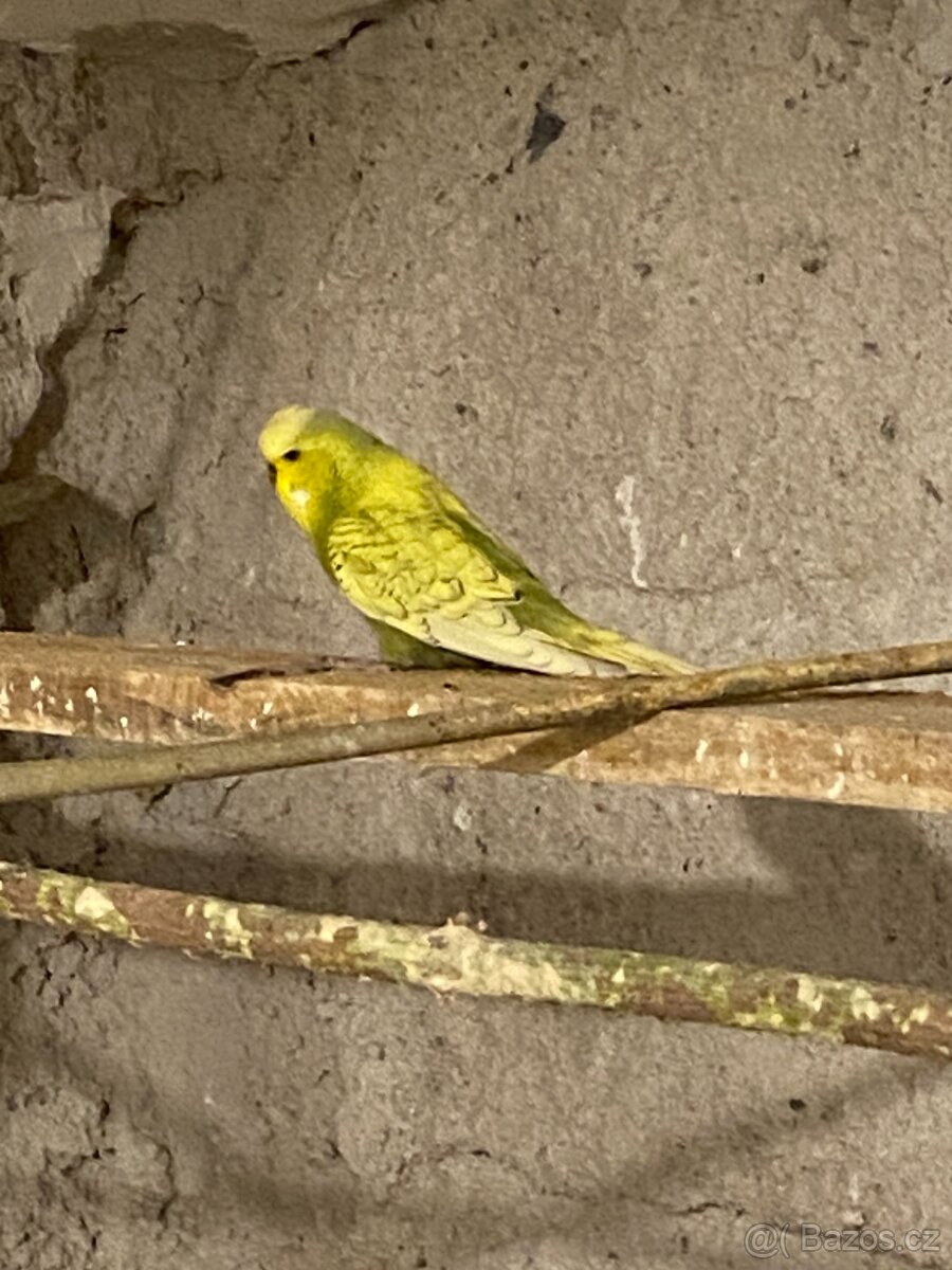 Výstavní andulky - 6