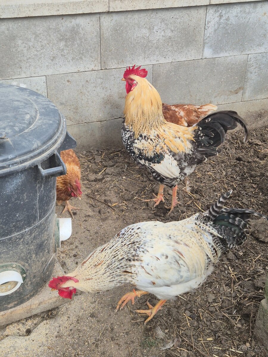 Prodej kohoutů - 6