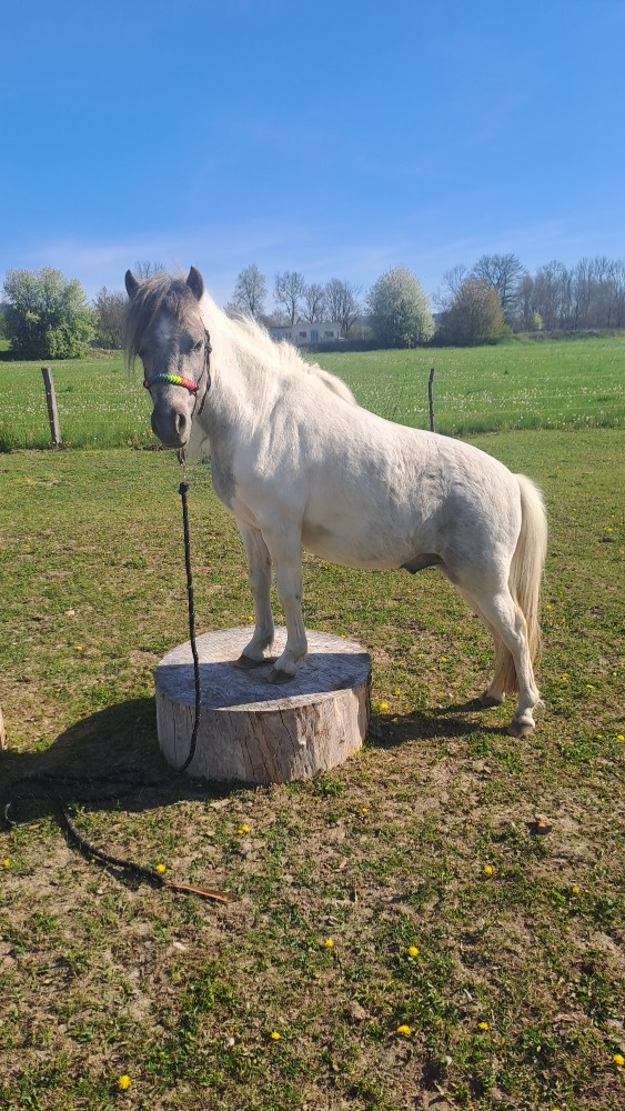 Wpbr - valach 2 roky - 6