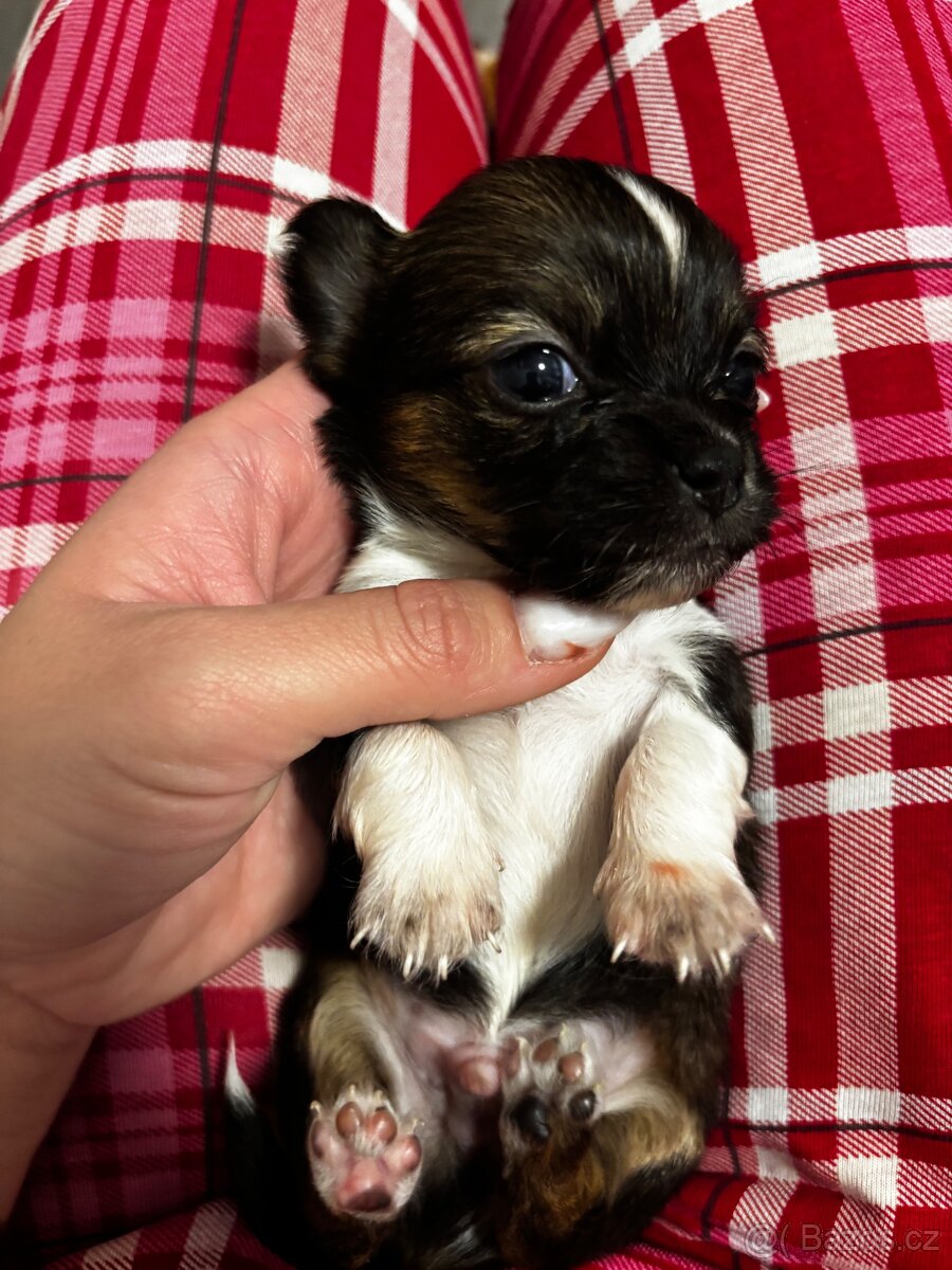 Čivava dlouhosrstá - 6