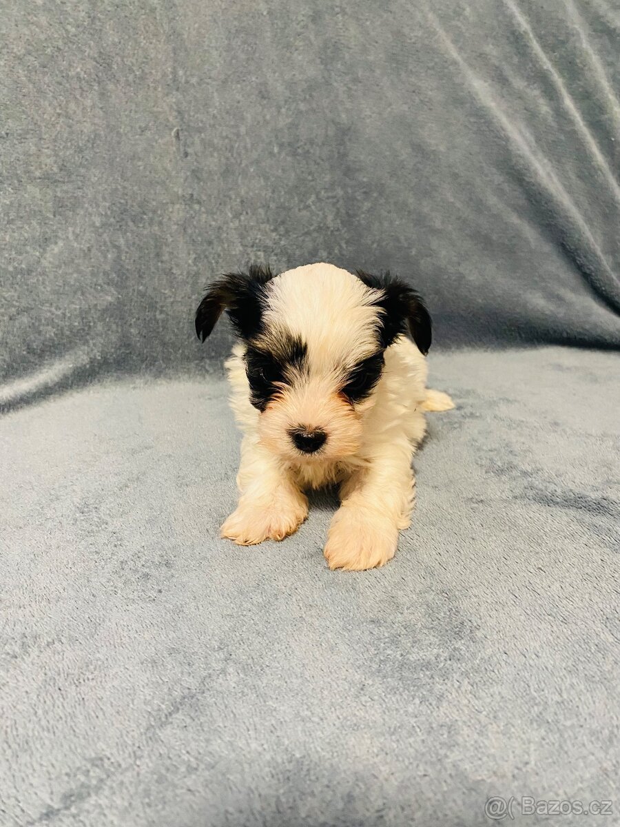 Jorkšírský teriér - 6