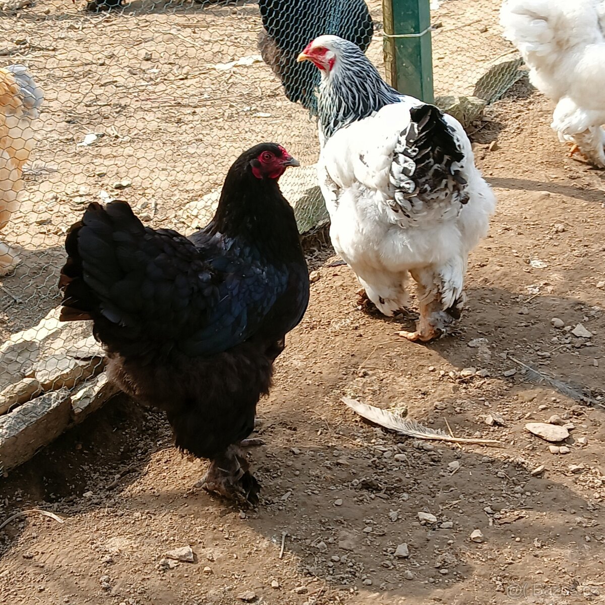 Násadová vejce - 6