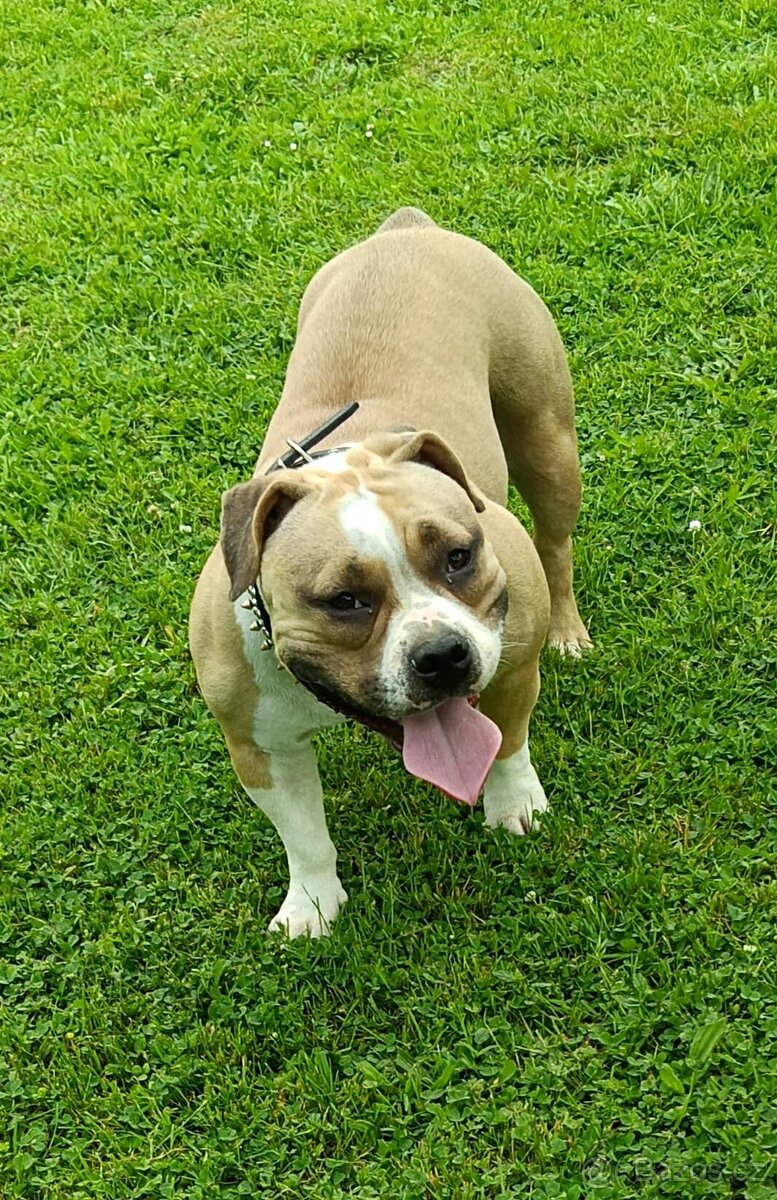 American Bully Pocket – krytí (ABKC) - 6