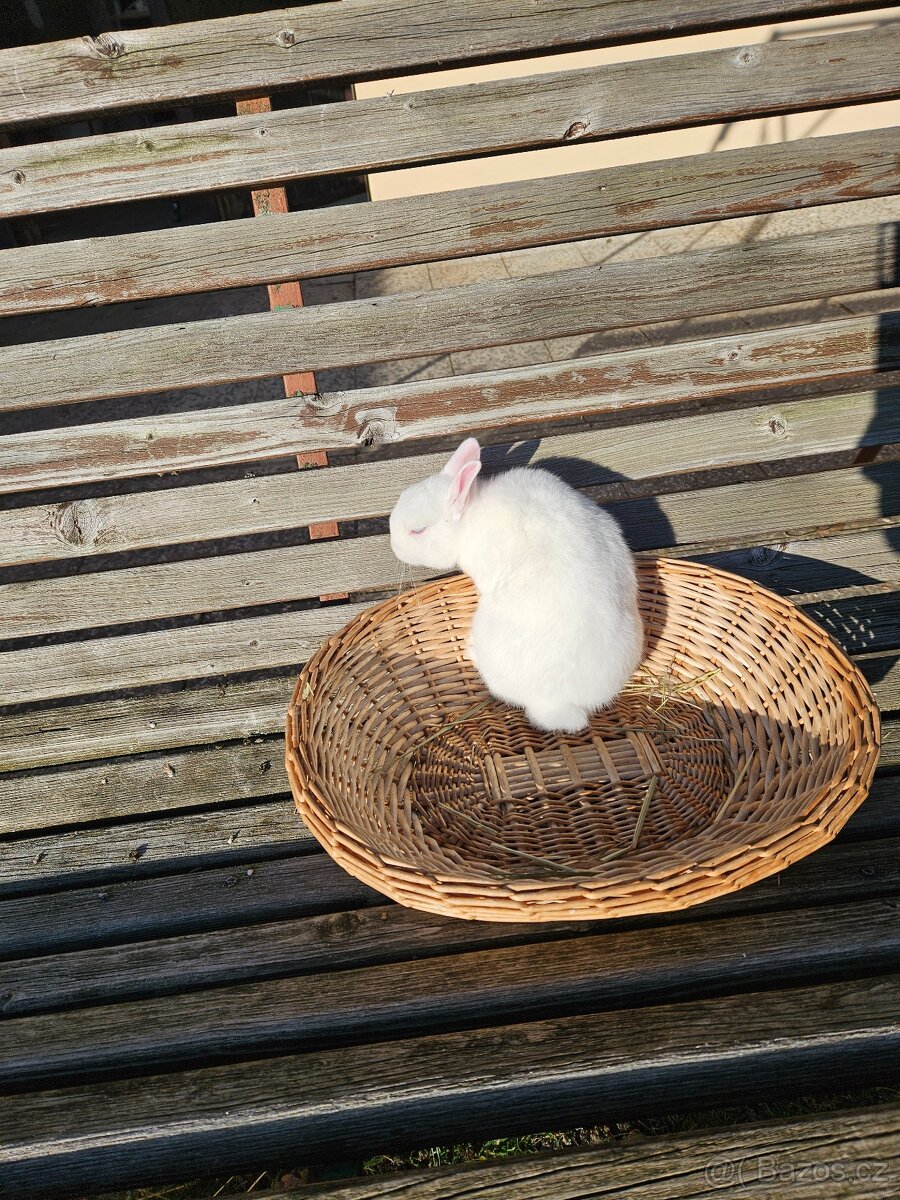 Zakrslý králík - 6