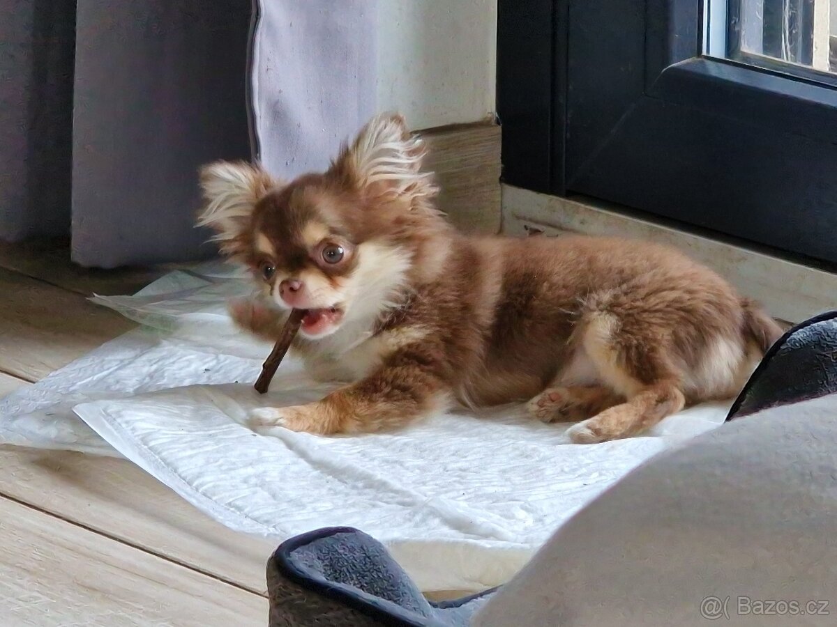 Fenka čivava s PP - 6