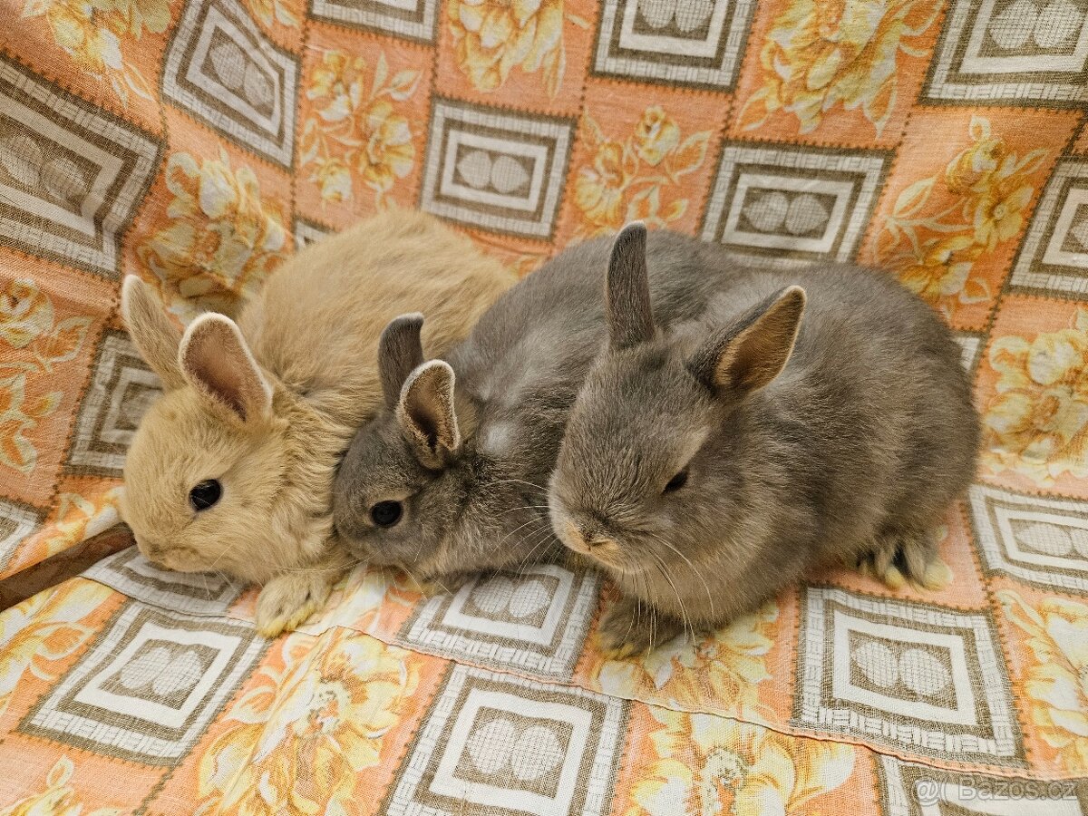 Zakrslý králíček - 6