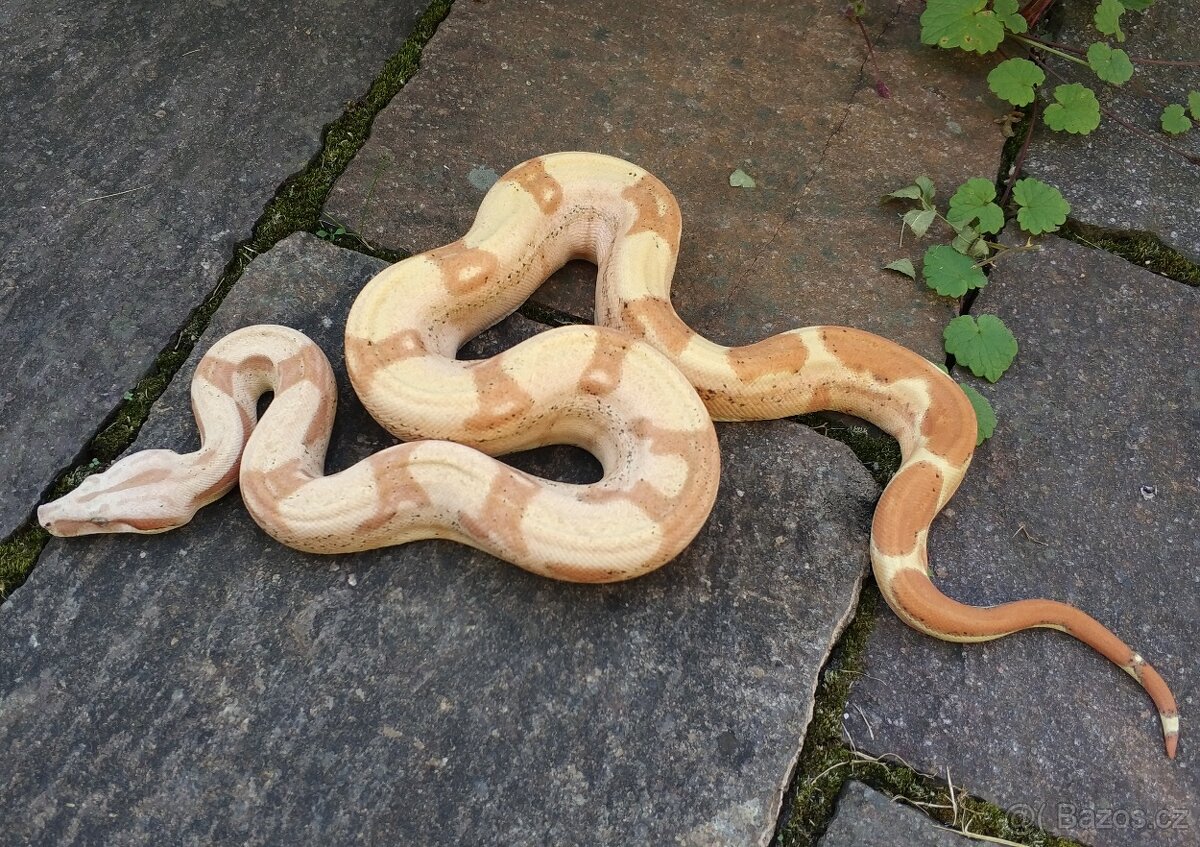 Boa imperator - RLT het VPI Snow, VPI T+ Sunglow Motley - 6