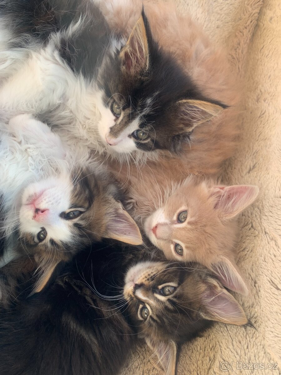 Mainská mývalí kočka s PP - kocourci - 6
