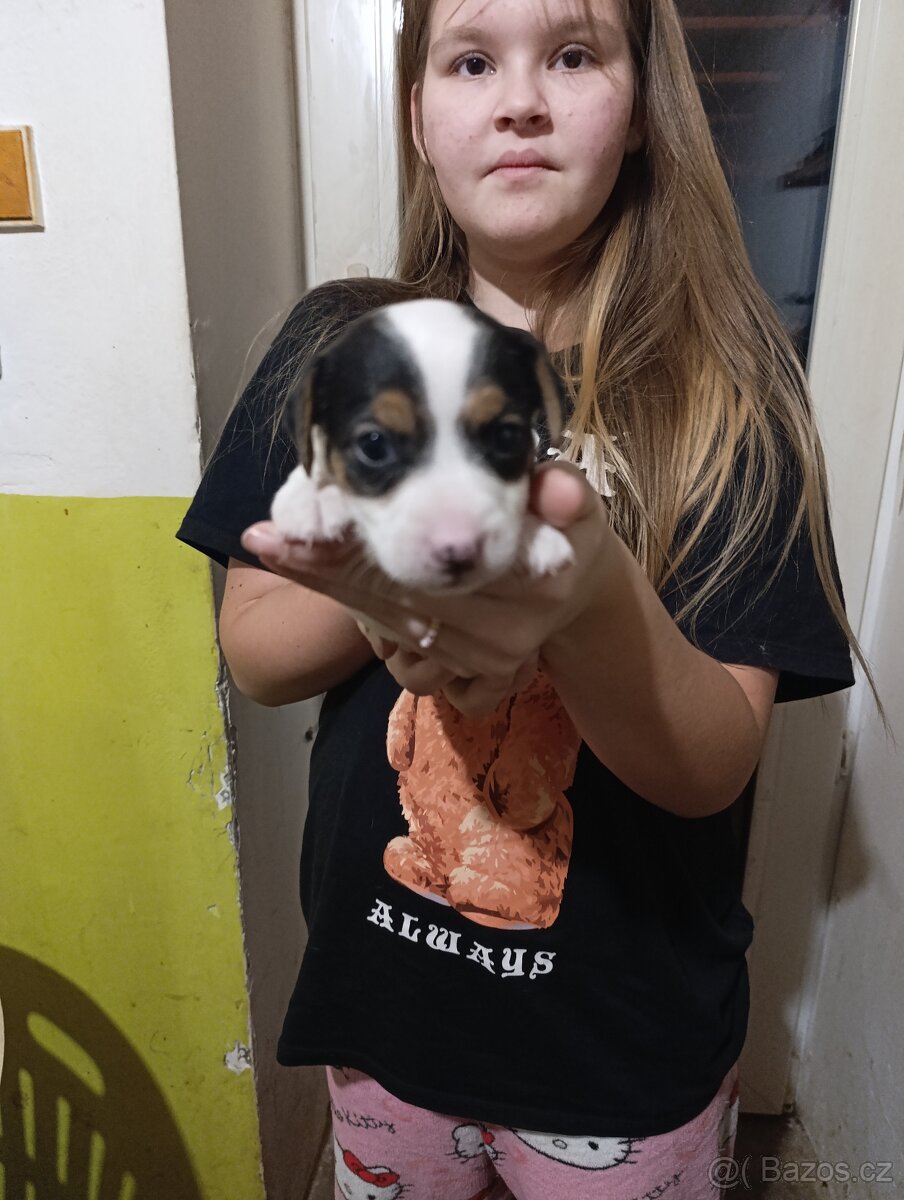 Štěňata Jack rasell - 6
