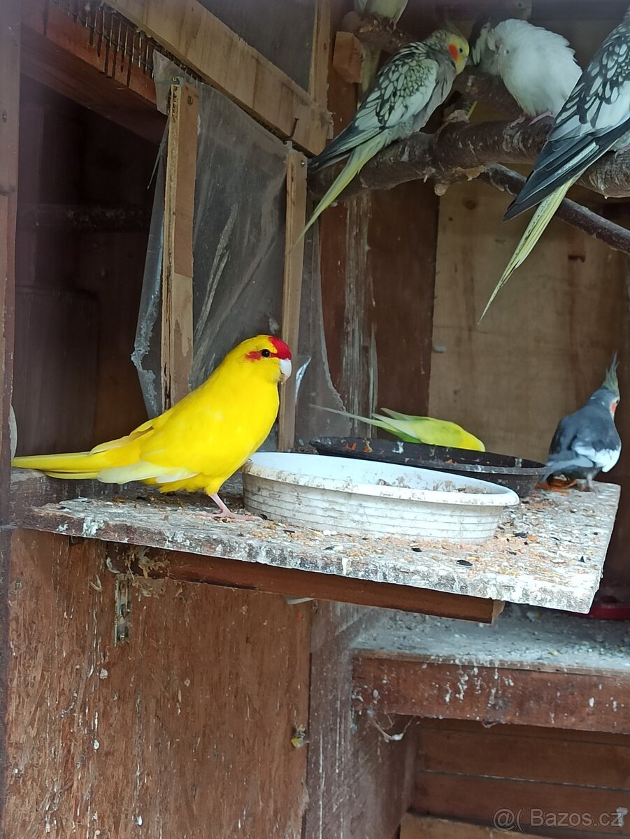 Kakariki chovné páry - 6