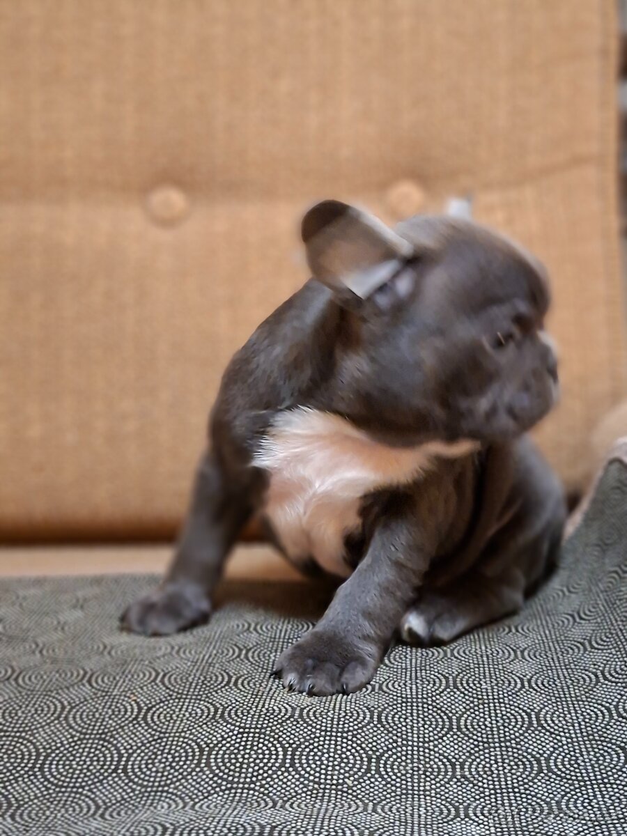 Francouzský buldoček - 6