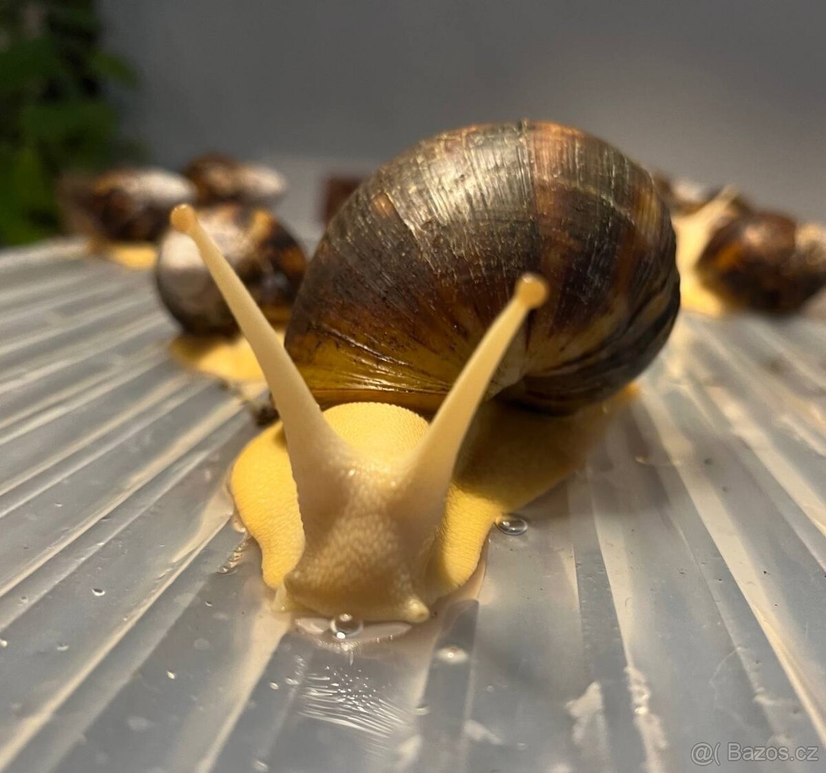 Archachatina marginata ovum - mladata 6 mesicu - 6