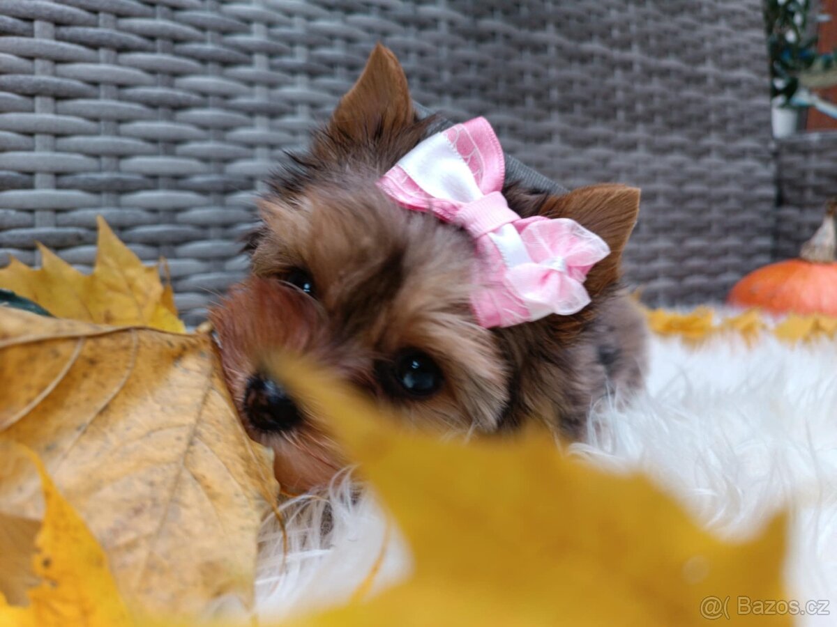 Jorkšírský teriér s PP - 6