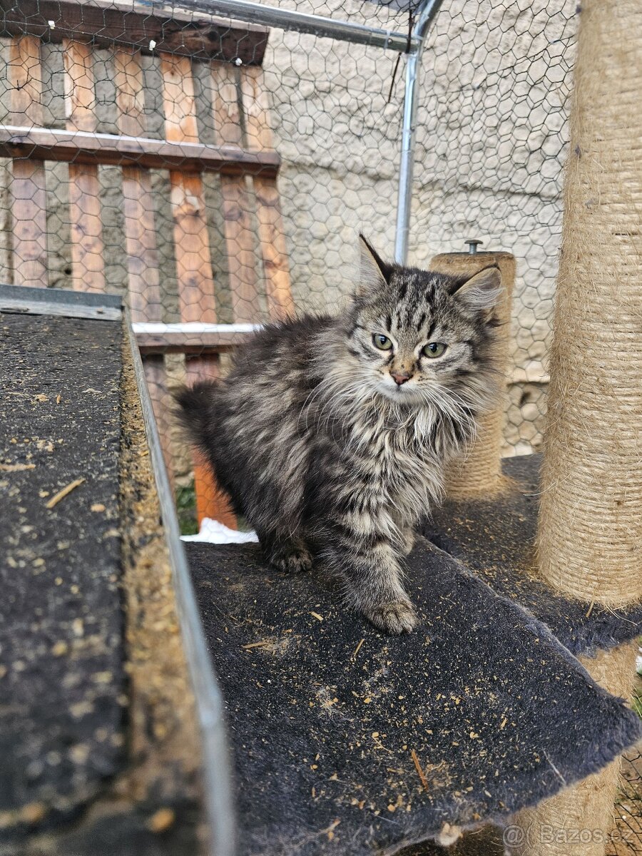 Sibiřská kočka koťátka - 6