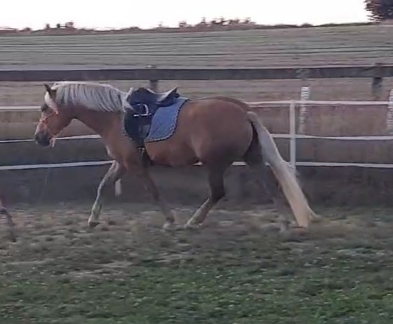 Hafling klisna 5l - 6