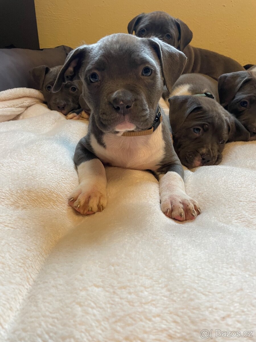 Americký stafordšírsky teriér - 6