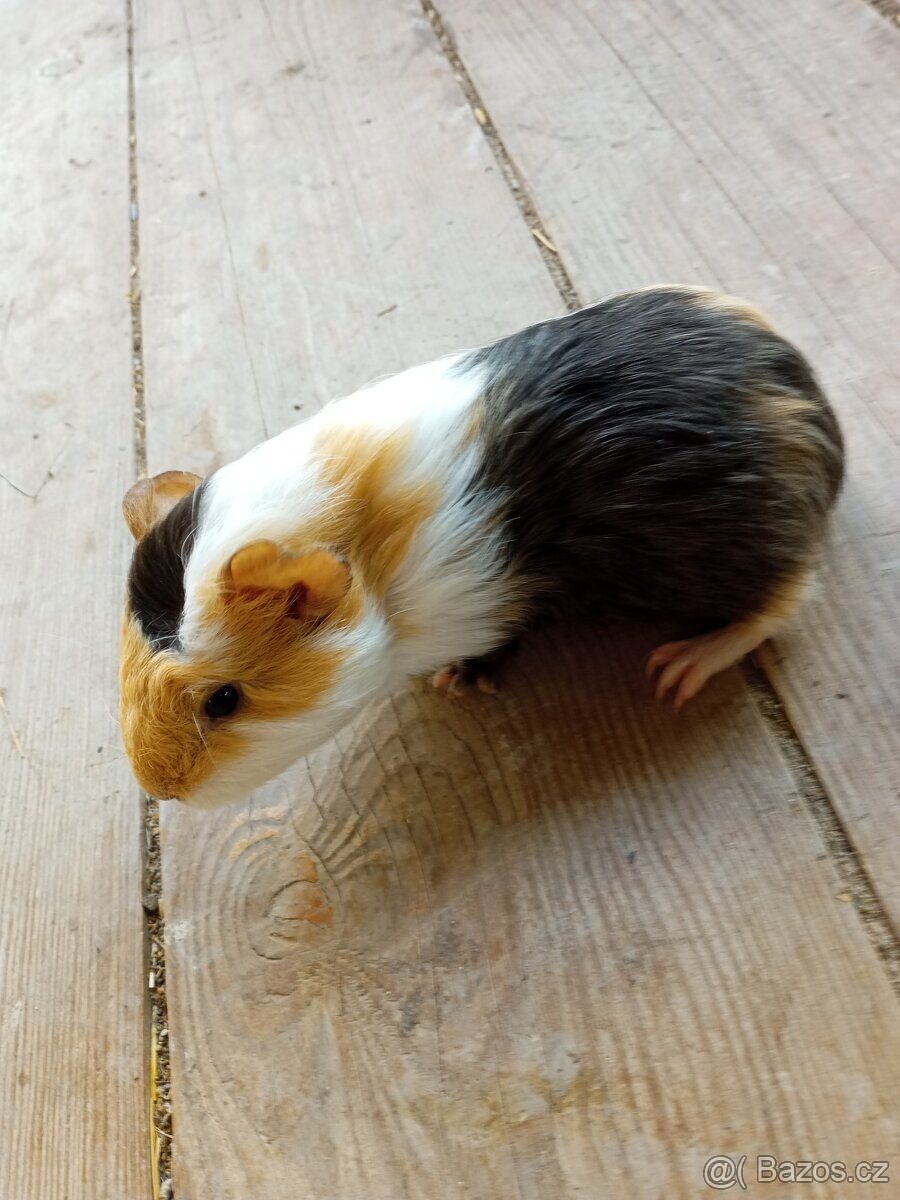 Morčata - samečci - 6