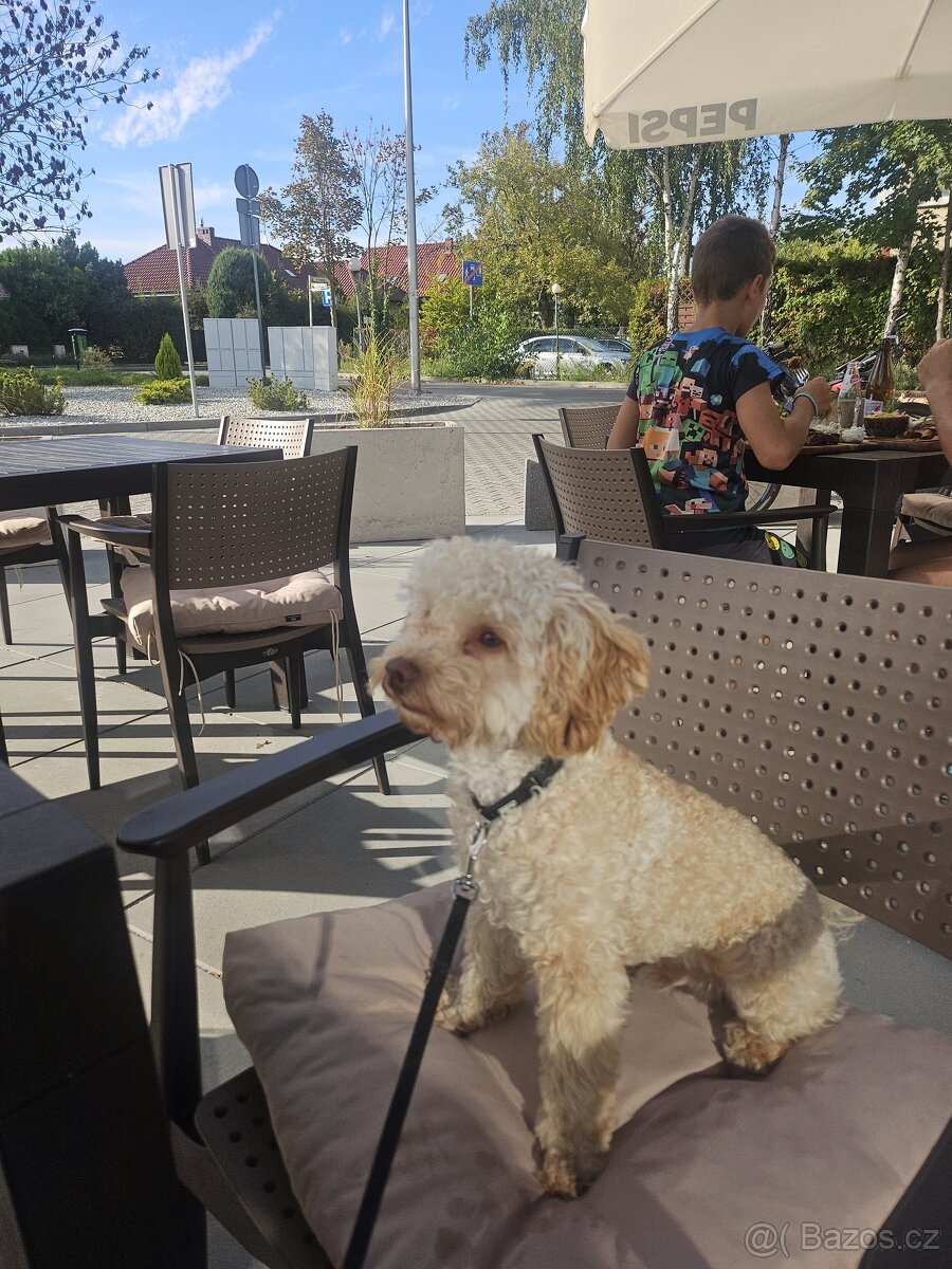 Nabizim ke kryti maltipoo bez pp - 6