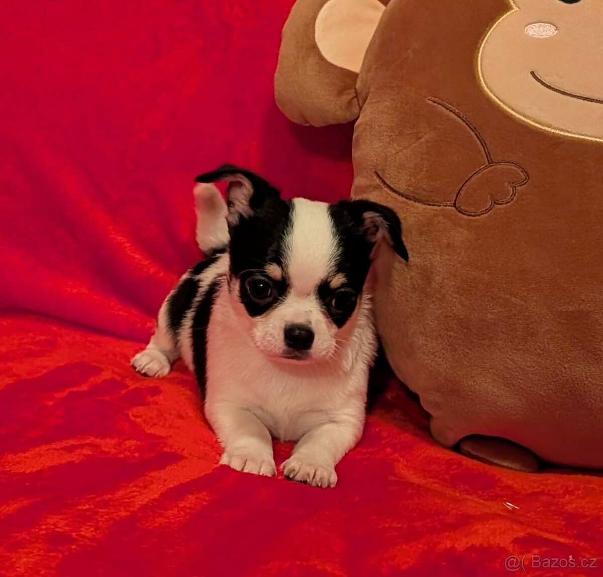 Čivava krátkosrstá s PP - 6