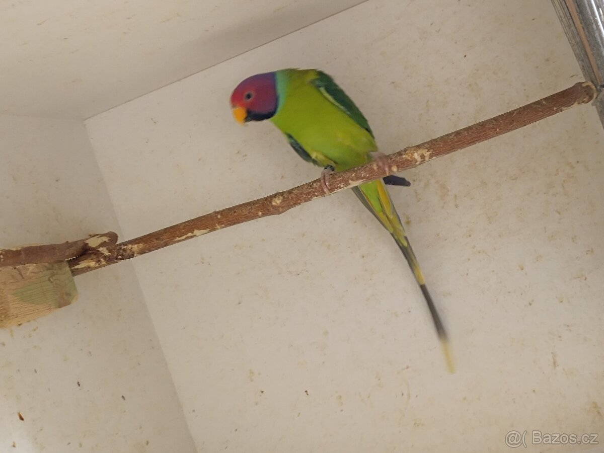 Alexandr rudohlavý - 6