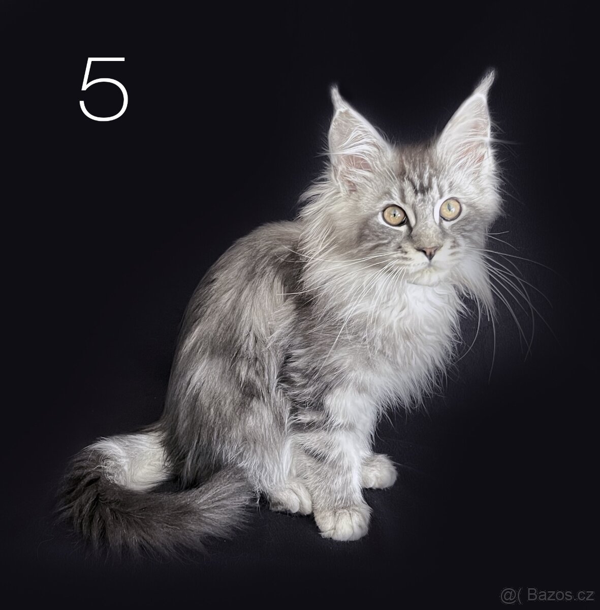 Mainská mývalí koťátka bez PP - 6