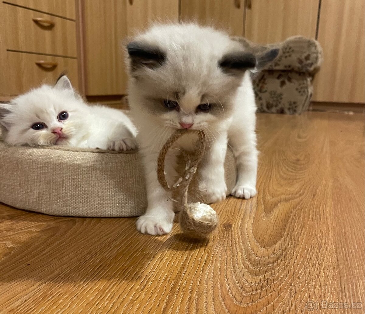 Ragdoll koťata s PP - 6