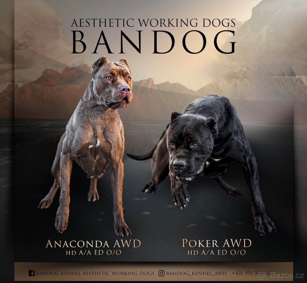 Bandog, Mastiff, Molos - 6