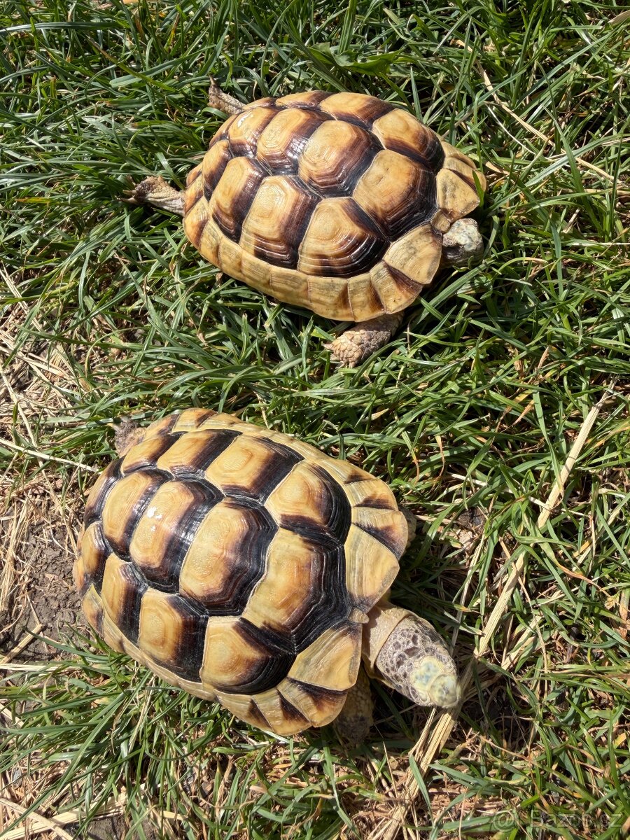 Želva Vroubená 🐢 Testudo Marginata nz.2022 - 6