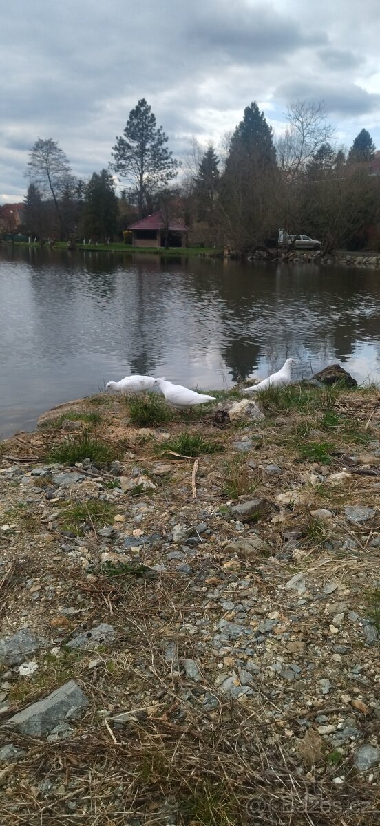 Svatební holoubci, okres Domažlice - 6