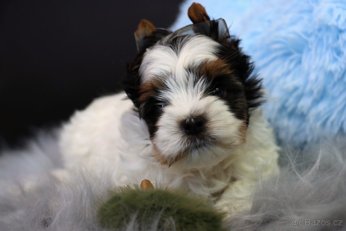 Biewer jorkšírský teriér - pejsek - 6