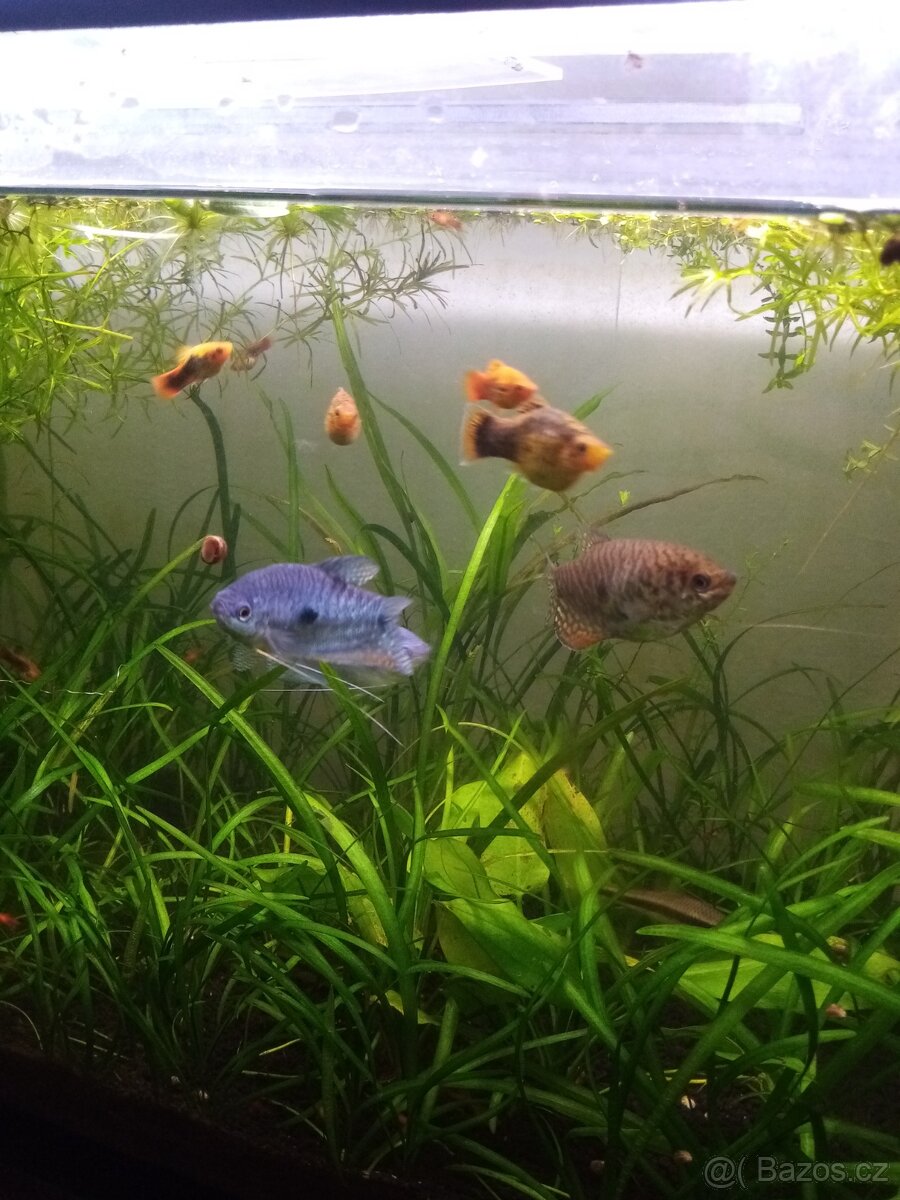 Čichavec šedý (modrý) - 6