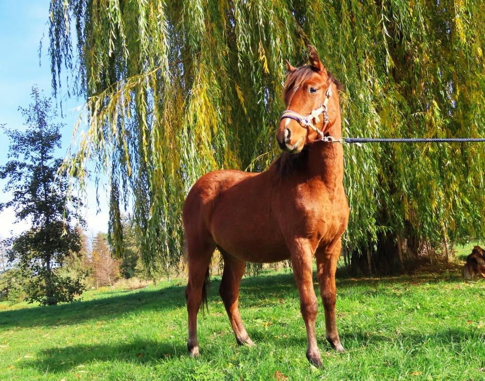 Roční klisnička na prodej - 6