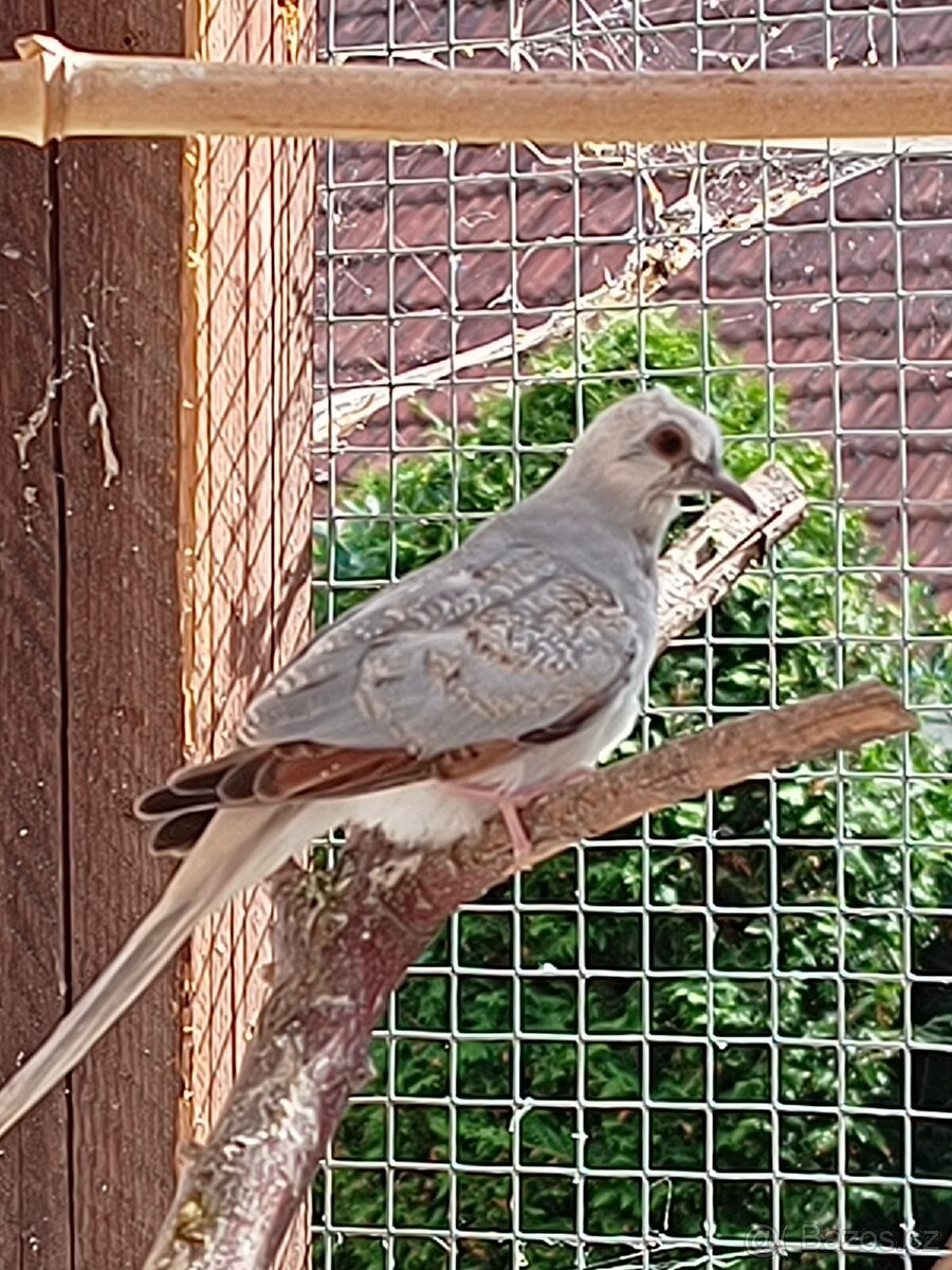 Holoubek diamantovy - 6