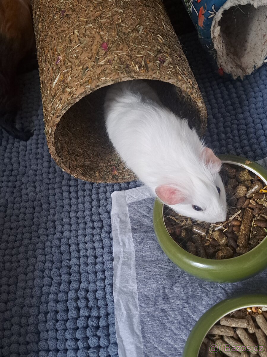 Morče samička- rezervace - 6