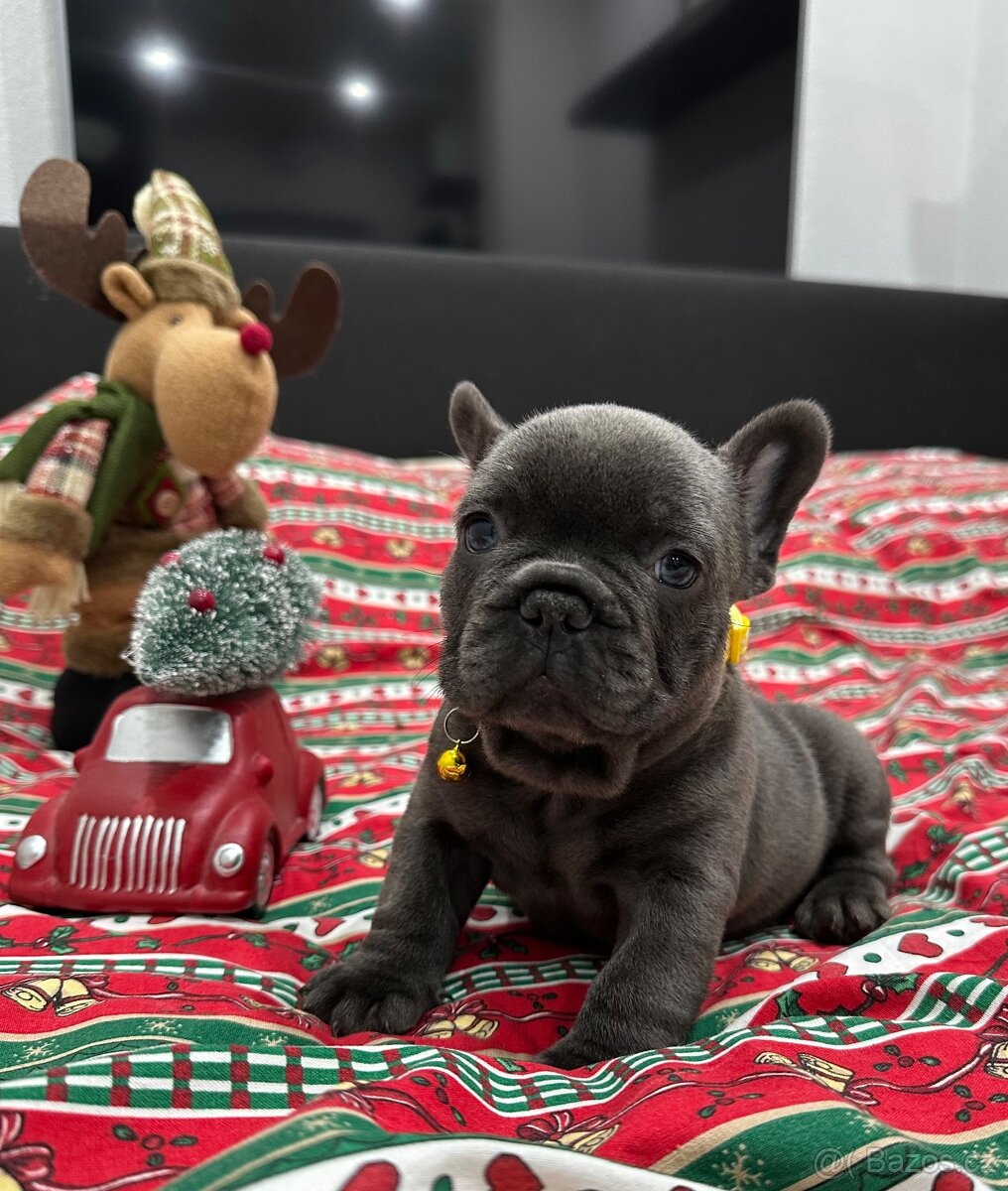 Francouzský buldoček - 6