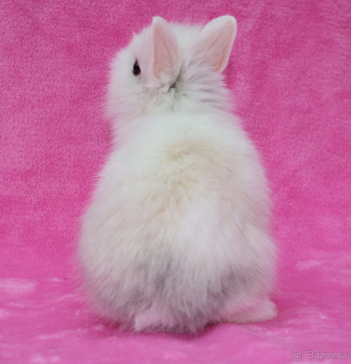 Zakrslý krátkouchý králíček lvíček . Sameček - 6