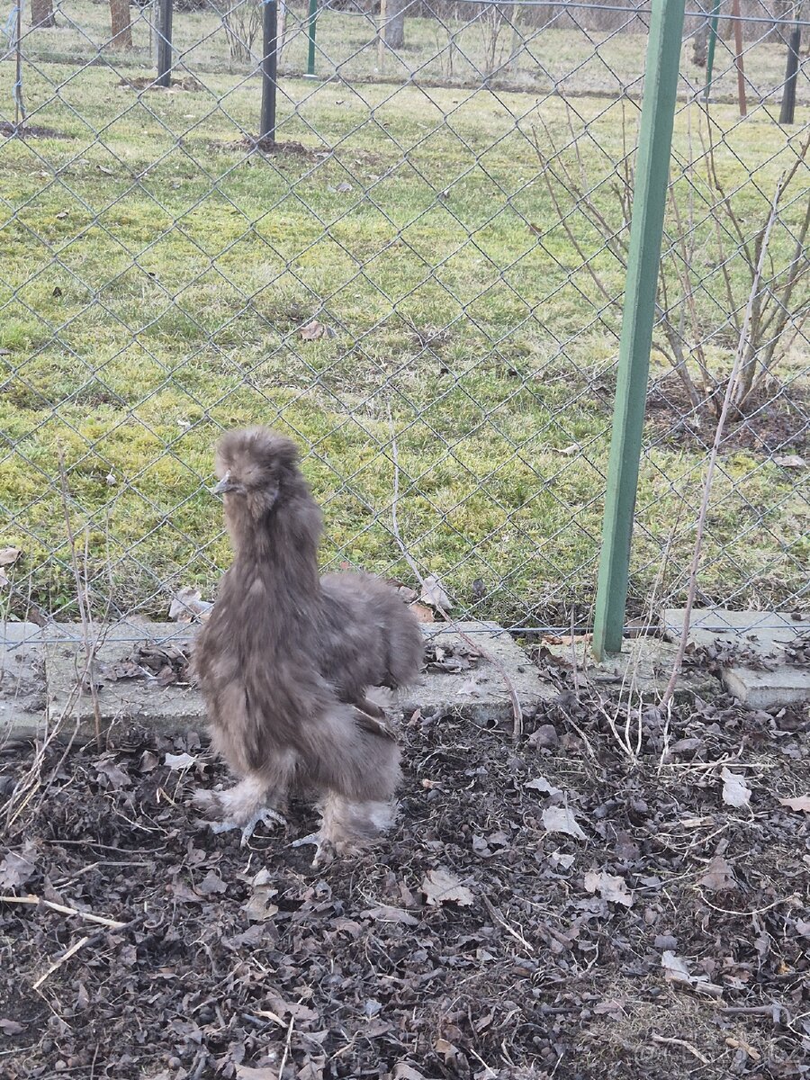 Hedvábnička kohout - 6