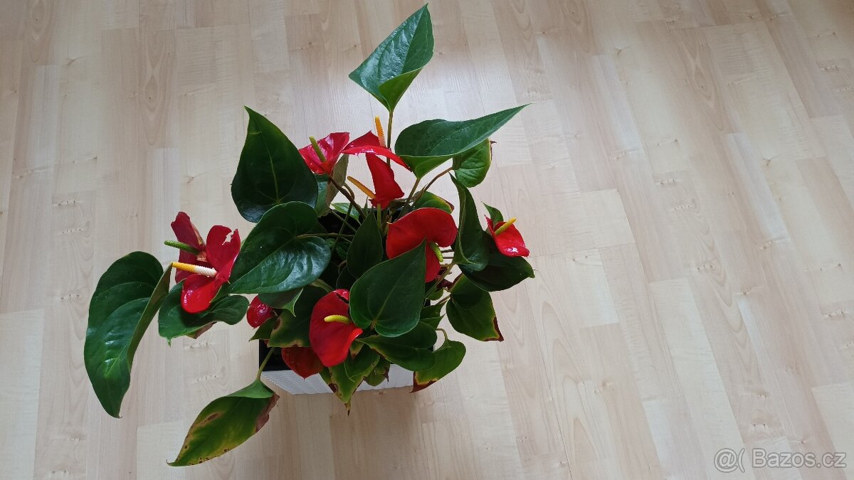 Sukulenty + kalanchoe + Anturie - 6