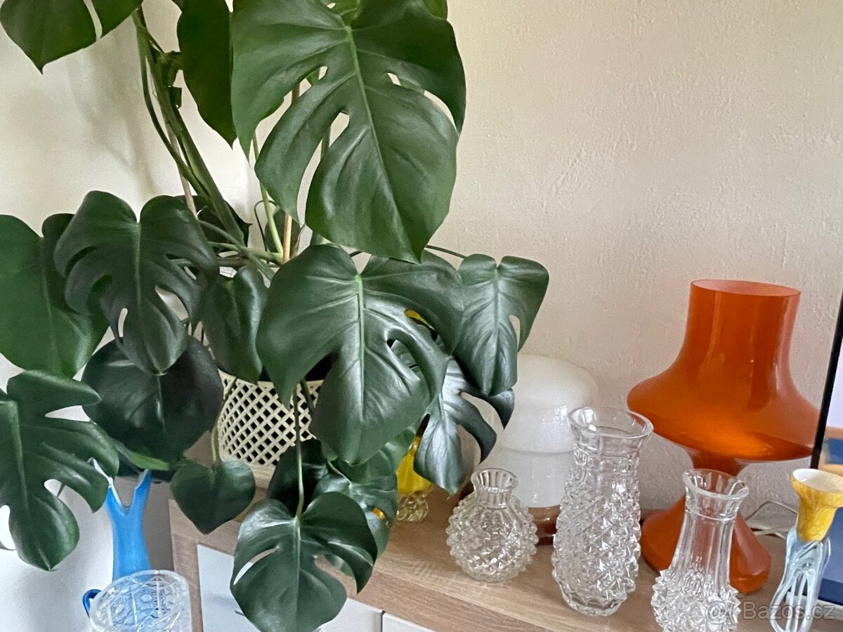 Monstera Teplice rostlina - 6