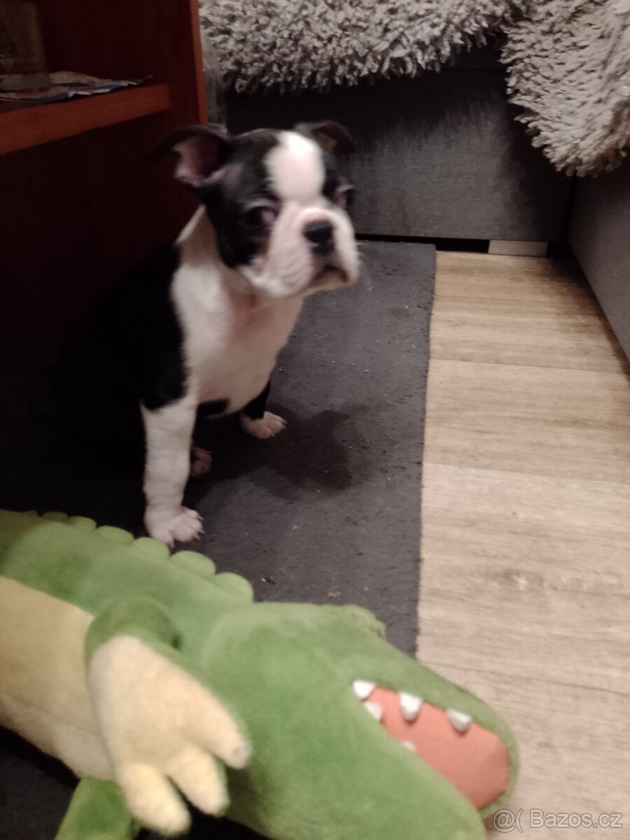 Bostonský teriér s PP FCI - 6