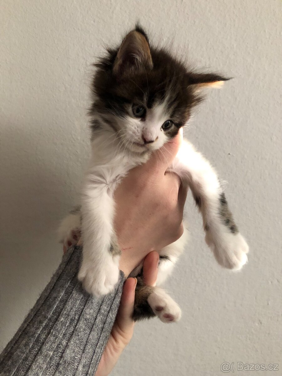 Koťata Mainská mývalí bez PP - 6