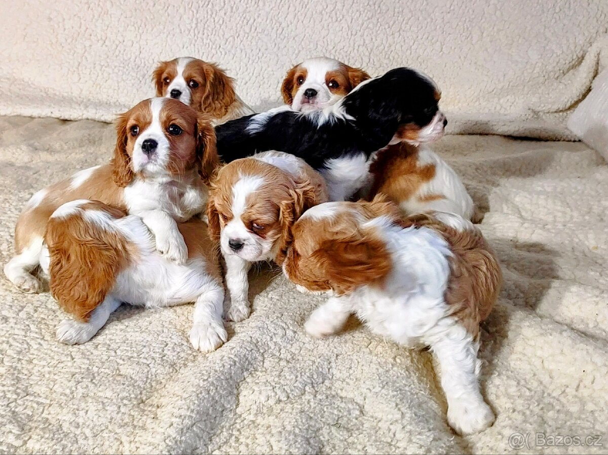 Kavalír king Charles španěl - 6
