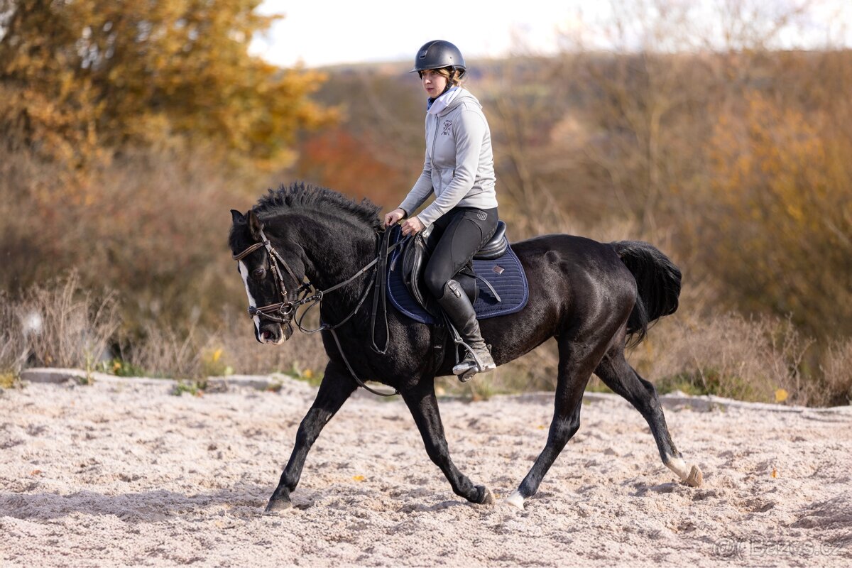 pony klisna do sportu - 6