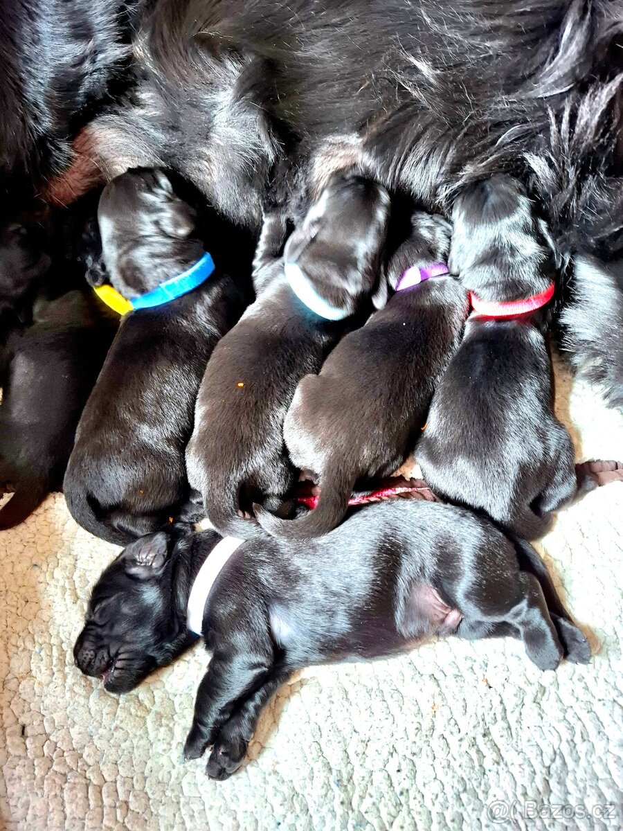 Flat Coated Retriever- černá štěňátka s PP - 6