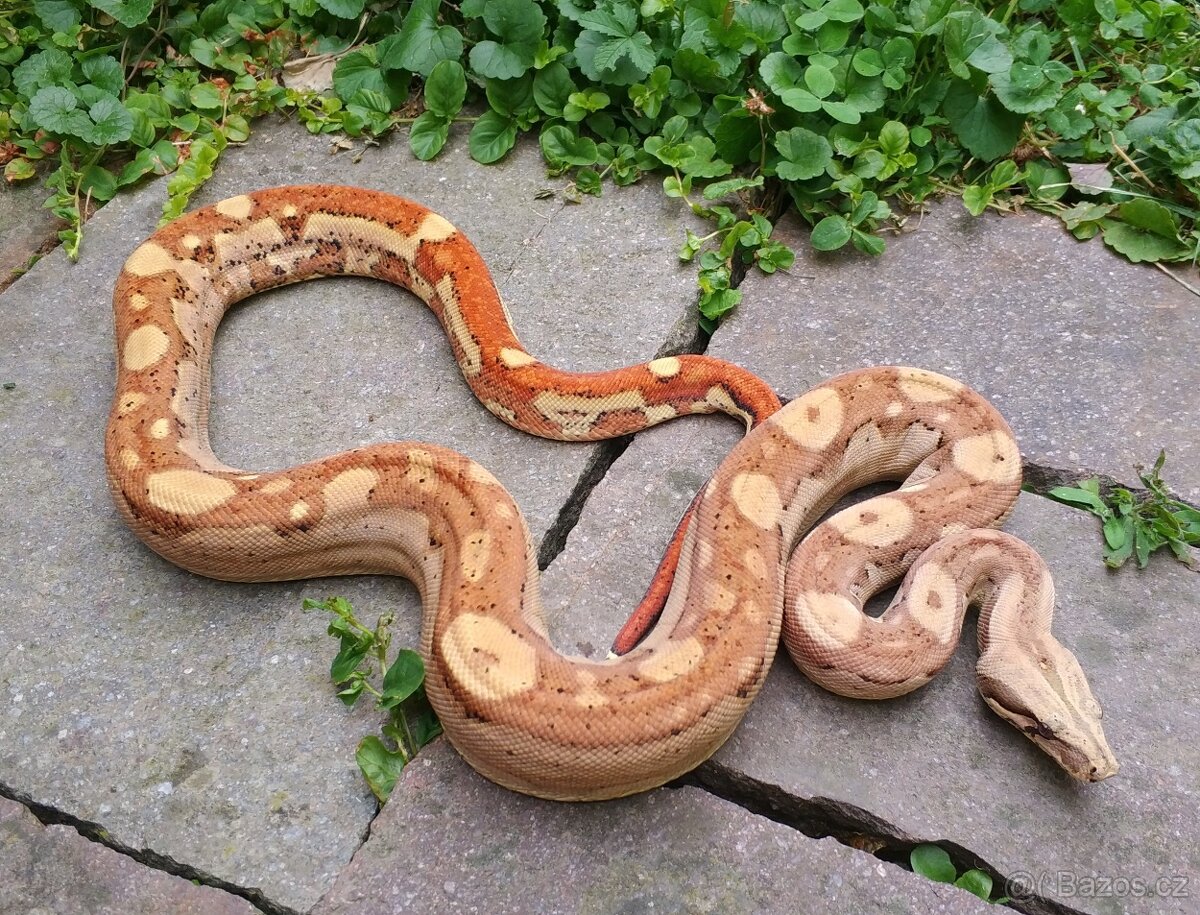 Boa imperator - Aztec Anery het VPI, VPI Jungle Aztec - 6