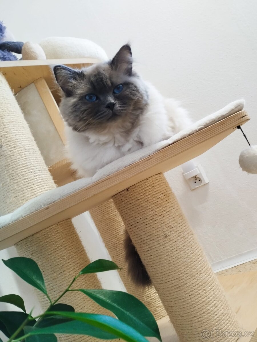 Nabízím kocoura Ragdoll ke krytí - 6