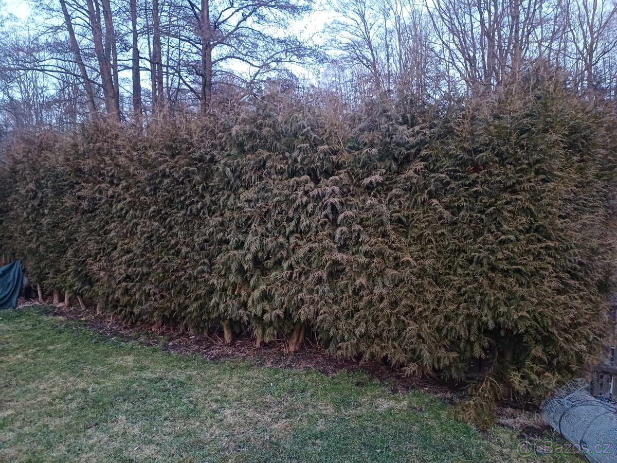 Prodám vzrostlé tůje na živý plot - 6