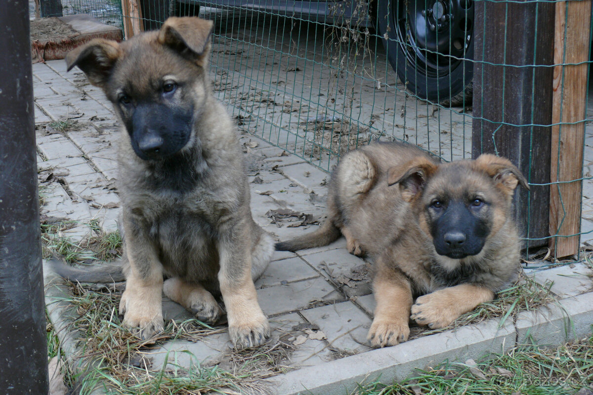 Štěňata německého ovčáka s PP - 6